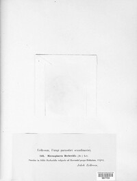 Erysiphe berberidis image